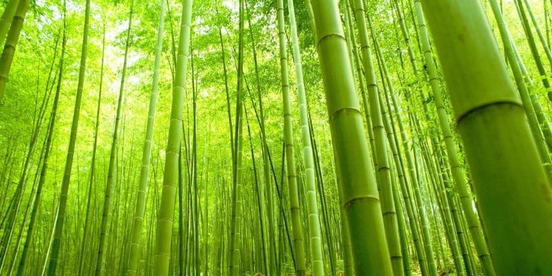 Bamboo